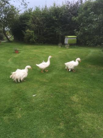 Image 3 of Sebastopol geese hatching eggs £8 each