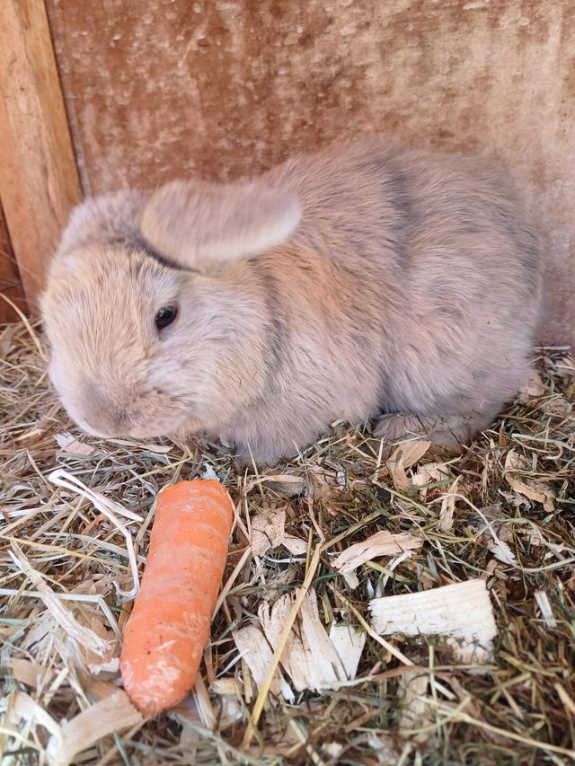 Preview of the first image of Baby mini lop male 9 weeks old.