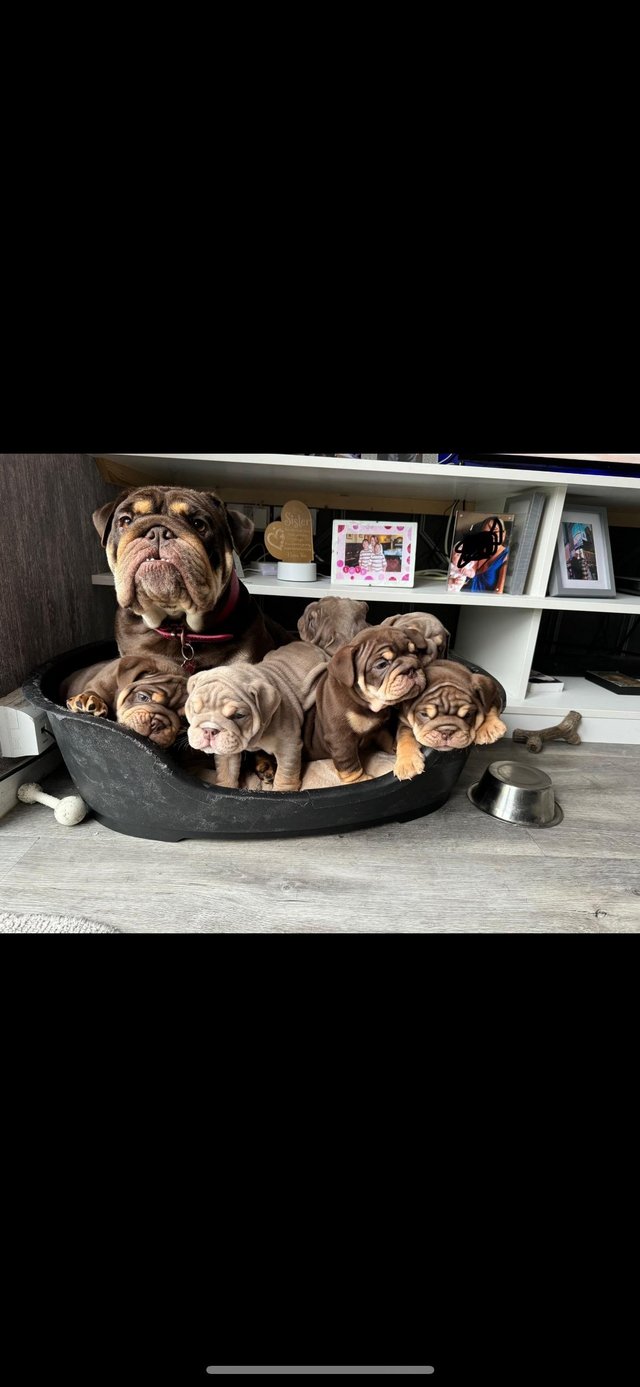 Preview of the first image of English British bulldog puppies.