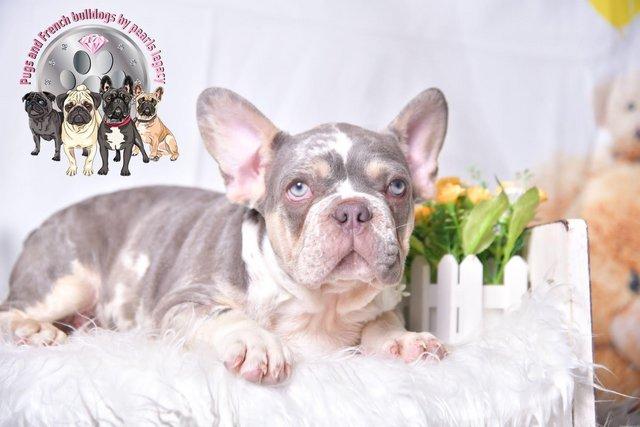 Image 5 of Kc Frenchie puppies Isabella carrier merles