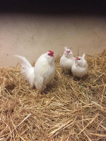 Image 3 of Hatching Eggs Chamois Pencilled Friesian Fowl, Serema Bantam