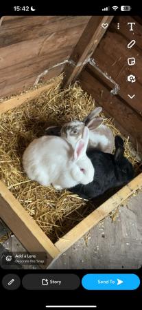 Image 5 of Baby bunnies ready now for sale