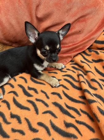 Image 3 of Chihuahua puppy for sale