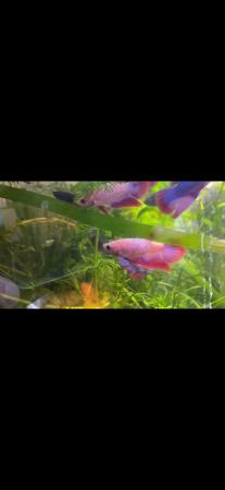 Image 6 of Betta fish - Majoirty males available