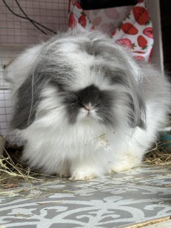 Image 2 of Beautiful Double Mane Lion Lop for sale
