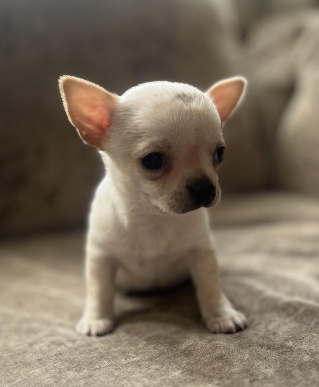 Preview of the first image of Chihuahua puppy white male.