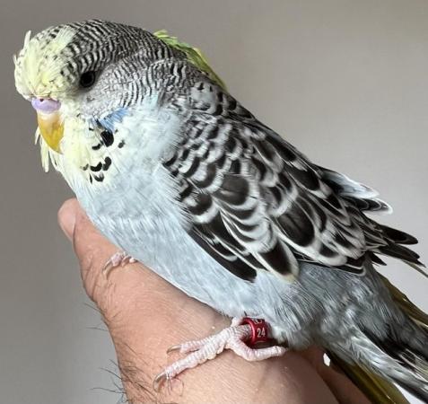 Image 11 of Hand Tame Baby Budgie Parakeets