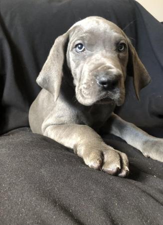 Image 9 of LAST GIRL LEFT! - REDUCED - Blue Great Dane Puppies