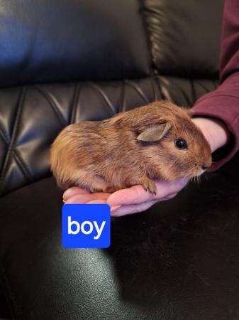 Image 6 of Baby guinea pigs for sale