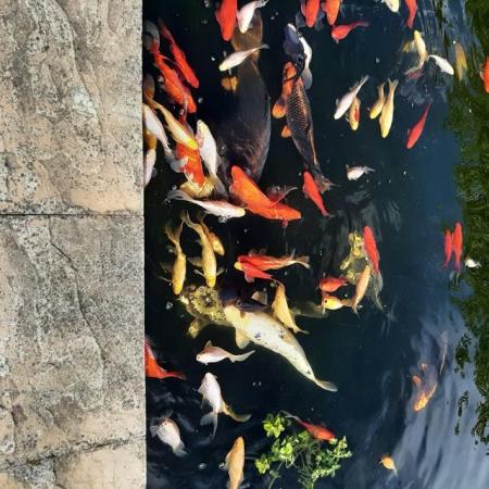 Image 9 of Koi and goldfish for sale