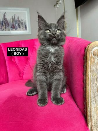 Image 20 of MAINECOON KITTENS - SUPREME CHAMPION BLOODLINE