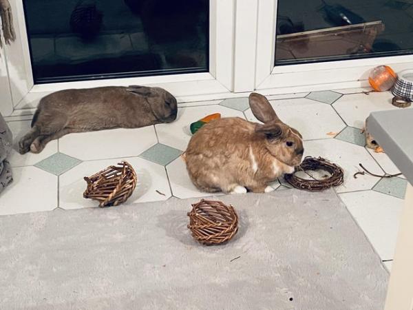 Image 7 of Bonded pair of rabbits looking for a 5 star home.