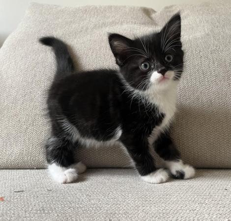Image 9 of Gorgeous Black and white Kitten