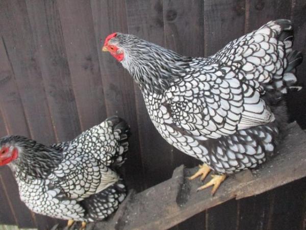 Image 6 of Silver Laced Wyandotte Bantam growers