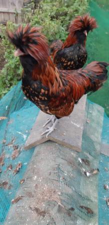 Image 2 of Show Quality Pure gold Laced Polish Hen Cockerel Rooster POL