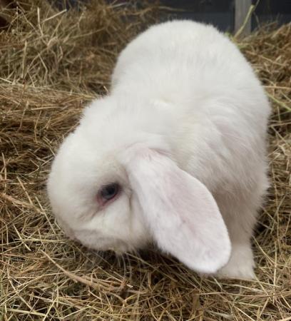 Image 5 of Young adult white mini lop buck