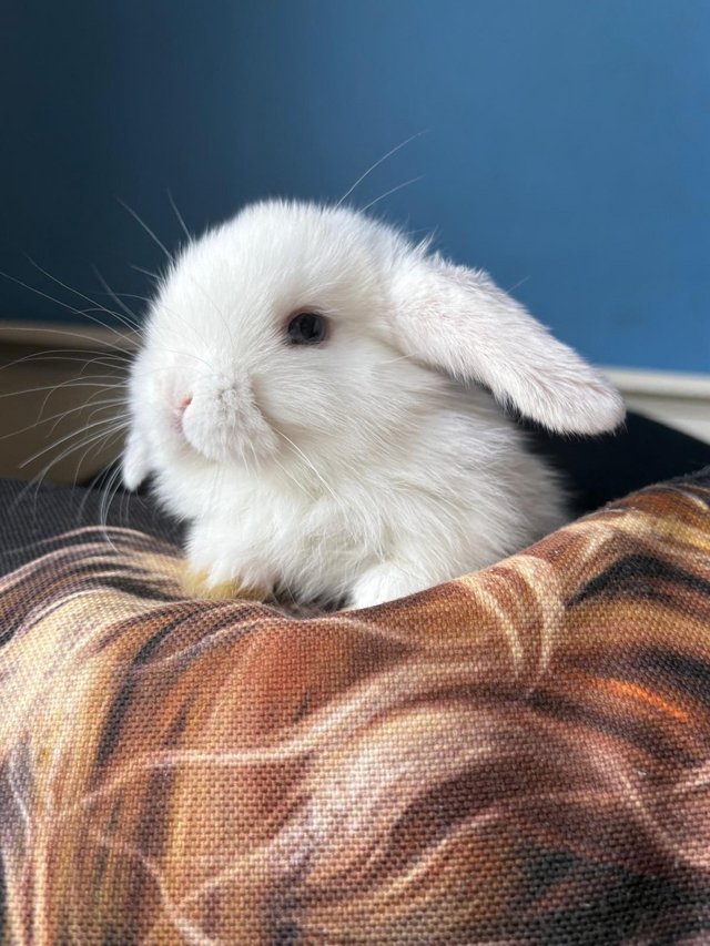 Two beautiful boys available — photo 2 of 4
