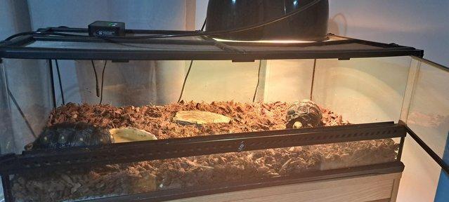 Preview of the first image of Two Red foot Tortoises With Setup.