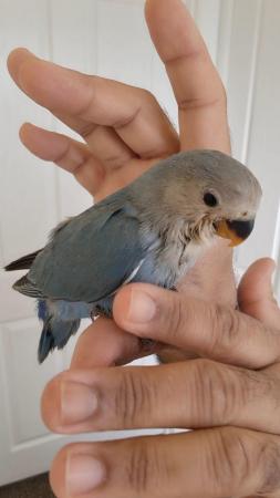 Image 4 of Hand reared Hand tame baby lovebirds