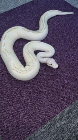 Image 5 of Royal python-pastel yellow belly spark(pastel puma)