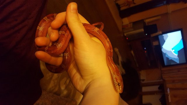Image 5 of Male Cornsnake approx. 7 years old