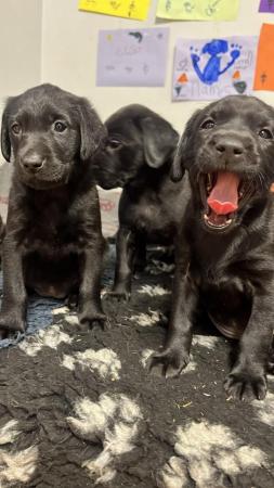 Image 2 of 6 weeks old black Labrador puppies