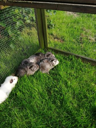 Image 5 of Guinea pigs available now in beautiful grey and white colour