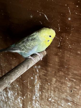 Image 4 of Budgies for sale 1pair and one seprate hen