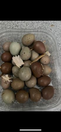 Image 3 of Quail eggs for hatching fertilised  Chinese painted /japanes