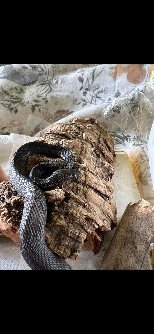 Preview of the first image of **REDUCED**Black house snake male 2 years old.