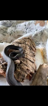 Image 1 of **REDUCED**Black house snake male 2 years old