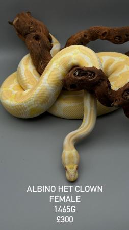 Image 16 of Available Ball Python (Royal Python)