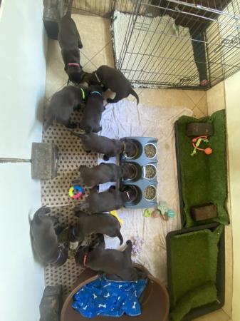 Image 3 of KC Chocolate Labrador puppies for sale Kennel Club Registere