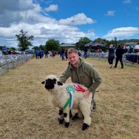 Image 2 of Cute Valais Blacknose Ewe Lambs