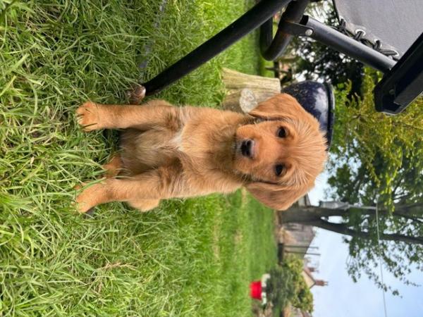 Image 7 of Reduced To Good Homes Australian Labradoodle Puppies