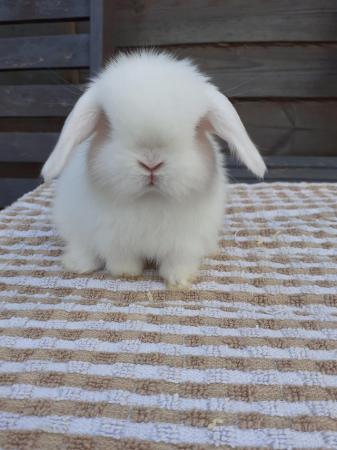 Image 3 of **Stunning mini lop baby boy vaccinated**