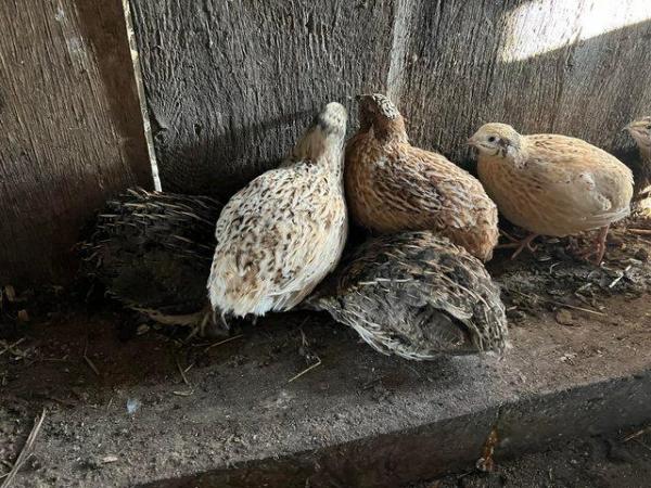 Image 4 of JAPANESE QUAILS now laying 8/9 week old