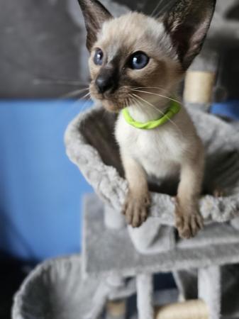 Image 20 of Exceptionally beautiful and silky soft GCCF siamese kittens