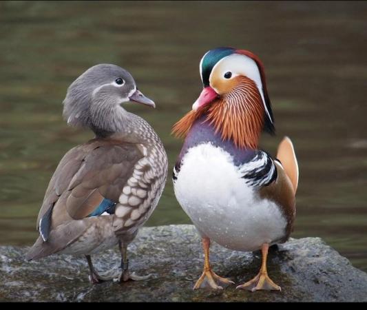 Image 1 of Mandarin pairs for sale this year's birds