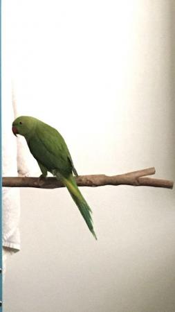 Image 1 of 10-12 month old male ringneck parrot