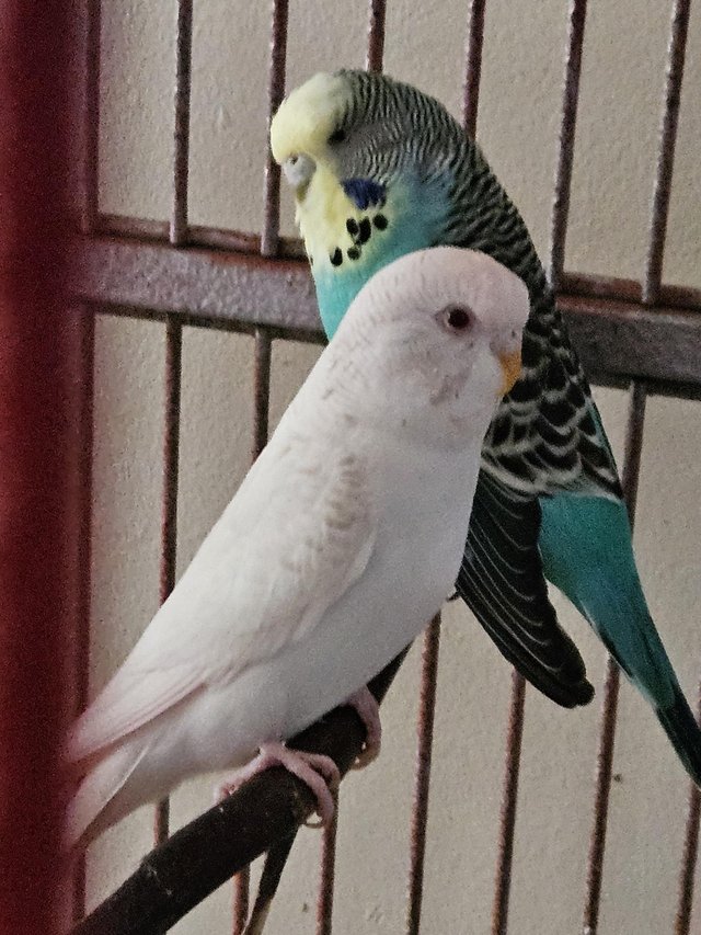 Preview of the first image of 4 beautiful budgies 2 males 2 females.