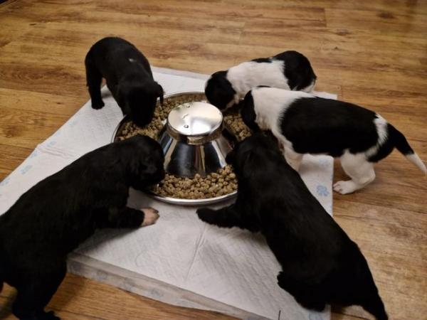 Image 5 of Mixed Bordoodle Litter (Border Collie X Minature Poodle)