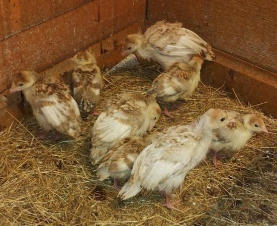Image 2 of Bourbon red Turkey Chicks