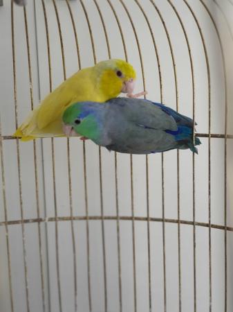 Image 4 of Breeding pair of parrotlet for sale.