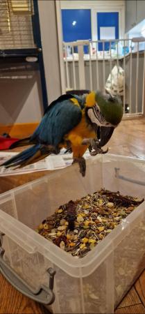Image 1 of Blue & gold Macaw Parrot Male
