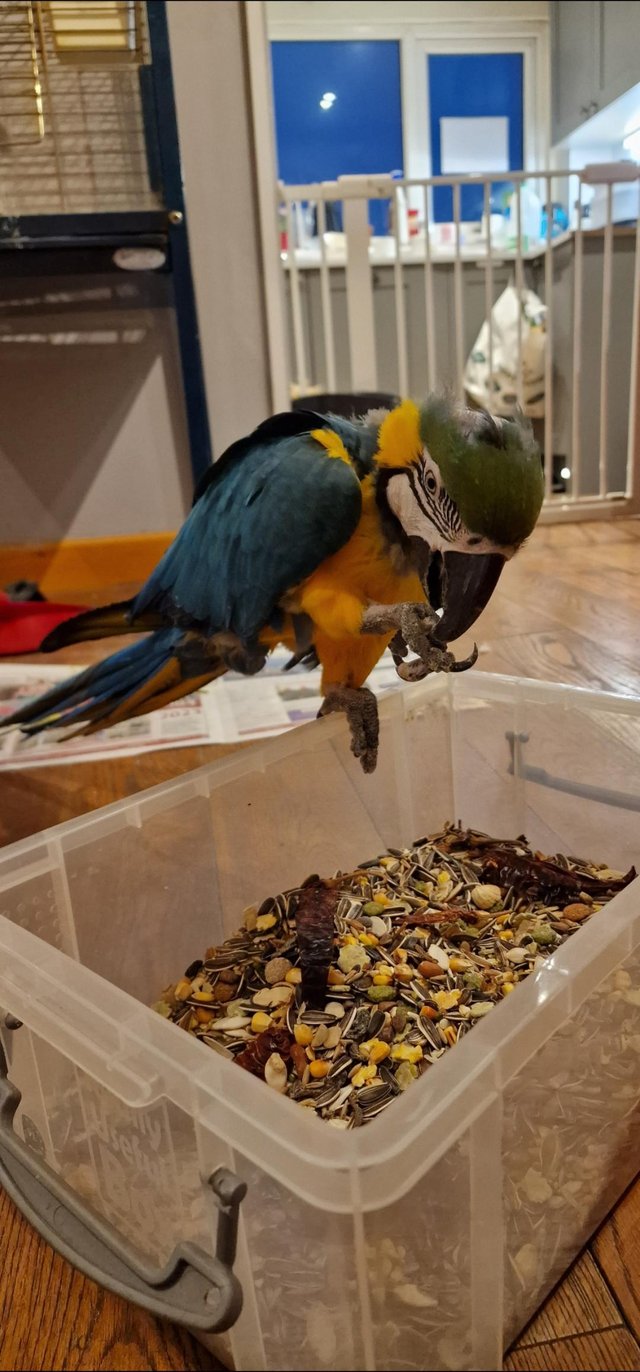 Preview of the first image of Blue & gold Macaw Parrot Male.