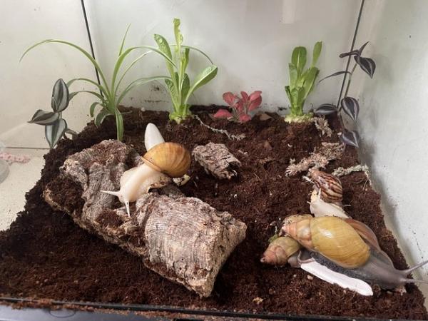 Image 3 of Giant African land snails