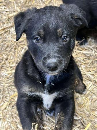 Image 11 of Border collie cross rottweiler puppies