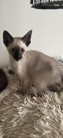Image 8 of Full Siamese Kittens and Siamese X BBKittens PLEASE READ