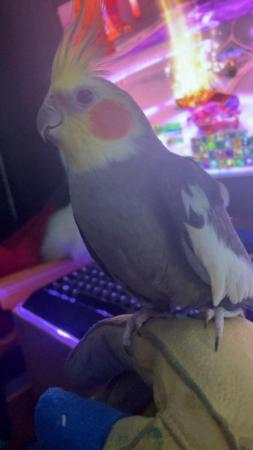 Image 2 of 4-5 year old cockatiel male rehome